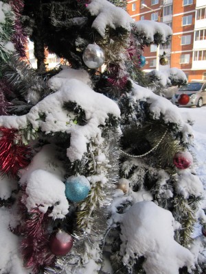 Ёлка в массиве.jpg