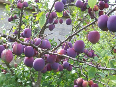 File385 - копия.JPG