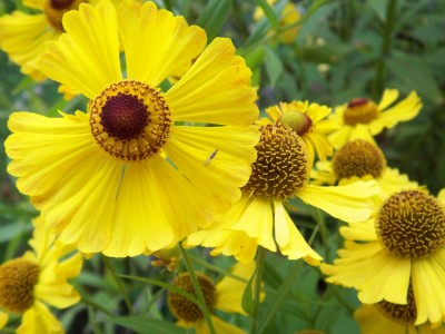 File412 - копия.JPG