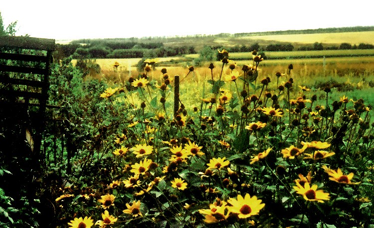 goroschanka02_