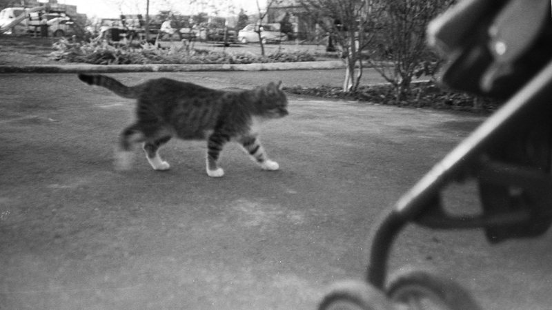 cat-4