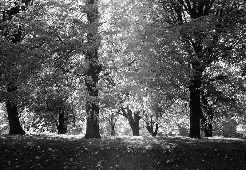 32-Foma_100027