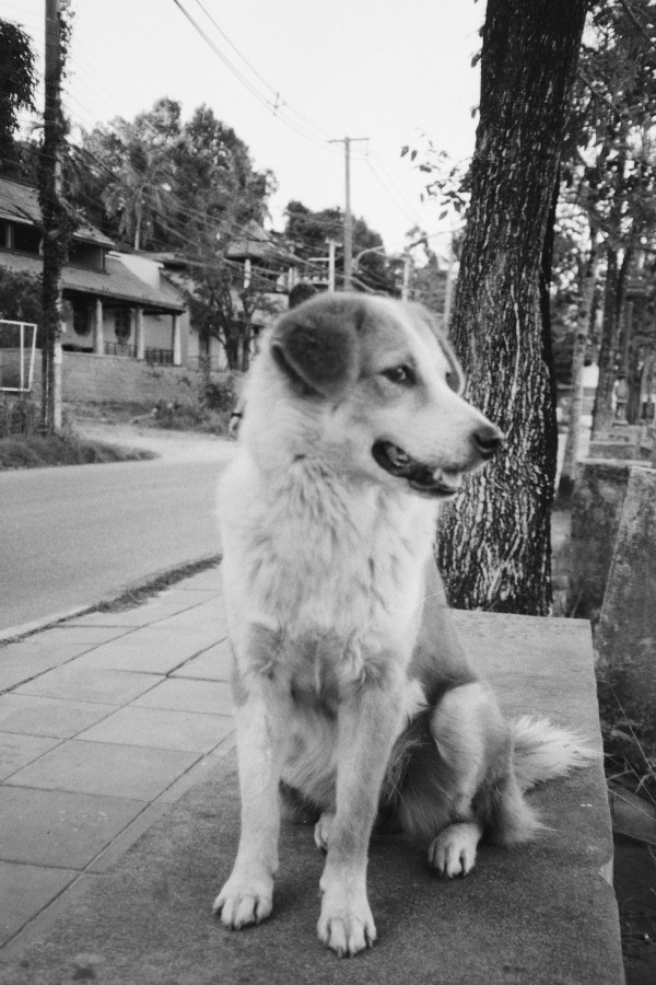 thaidog