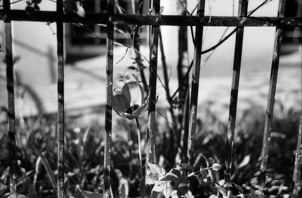 4_8Fomapan100362_
