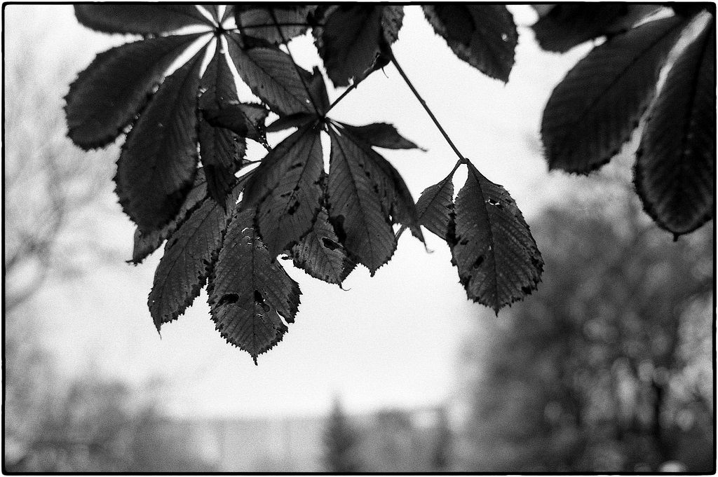 4_8Kentmere400372_