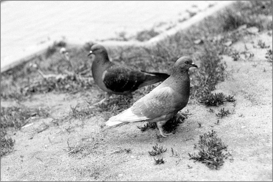 TypeD_VI17_06_AF7000Zenitar_preview