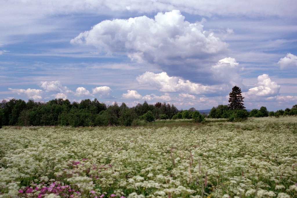 karelia_250_500Scan-150707-0025_copy