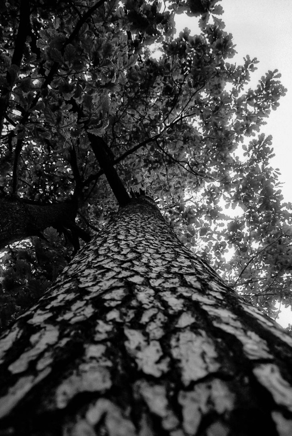 NIKON_F80_AF_NIKKOR_28-105_RDN-LQ_1x50_21_min_30_sec_June_2022_11