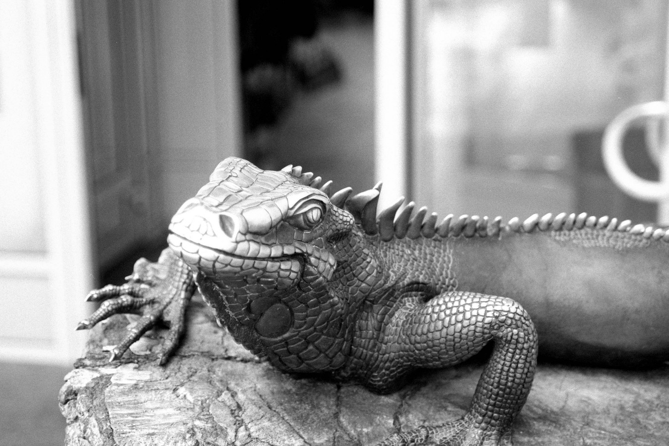 NIKON_F80_ILFORD_DELTA_100_PRO_EX_at_800_ILFOTEC_DD_X_1-4_23_min_05_2018_24