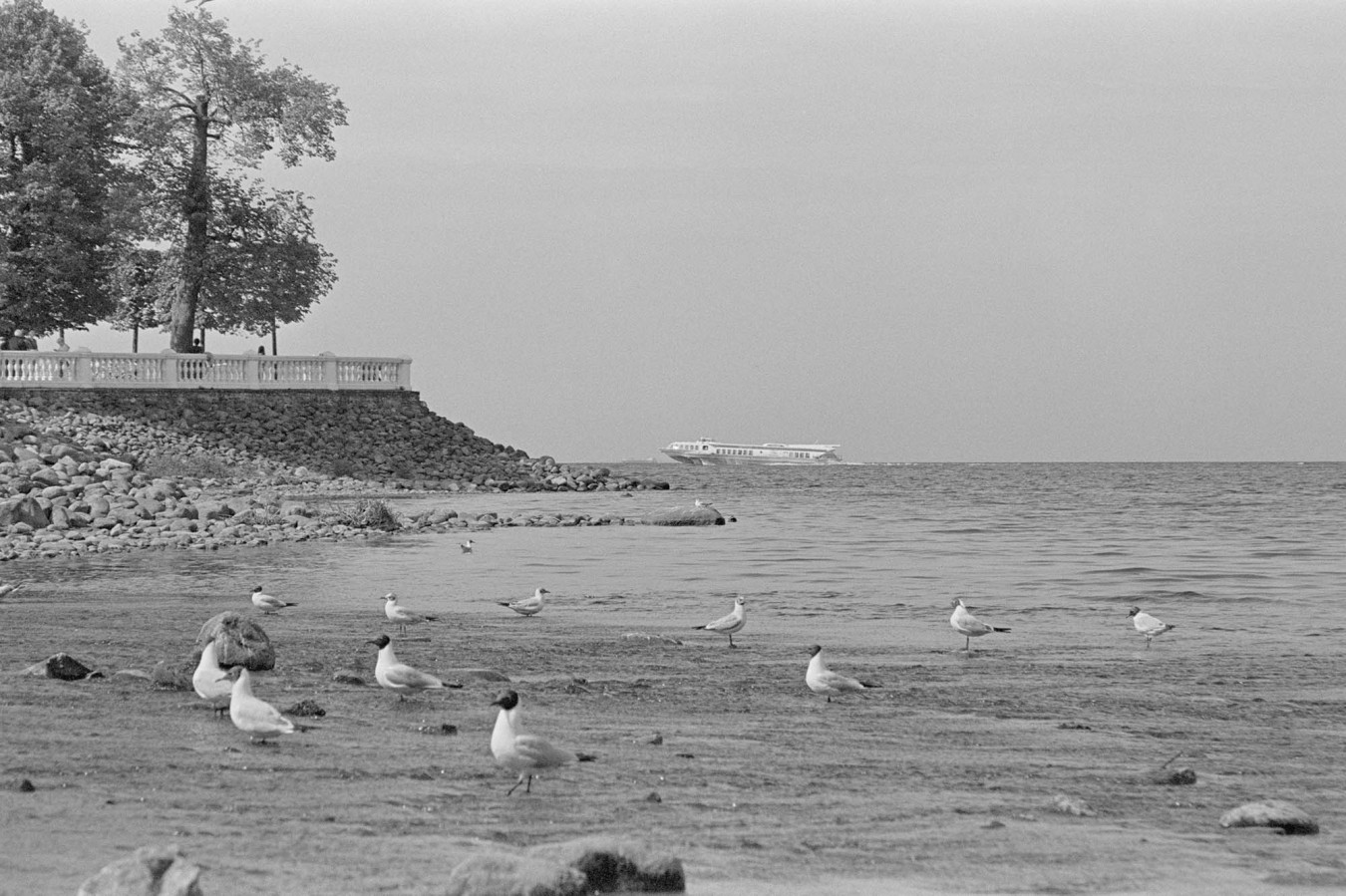 NIKON_F80_ILFORD_PAN_400_D76_1-3_20_min_05_2018_5