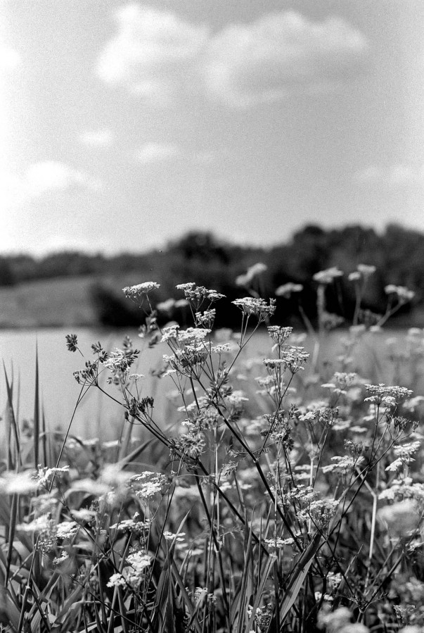 OLYMPUS_OM2_FOMAPAN_100_at_125_RDN-LQ_1x50_12_min_June_2022_1421