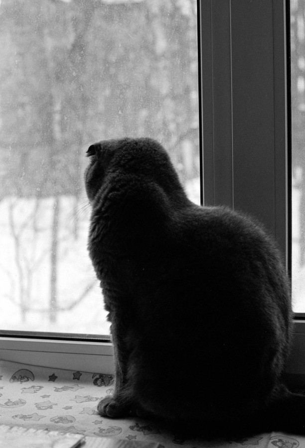 OLYMPUS_OM_2_ILFORD_FP4_at_125_D76_1X1_11_min_february_2021_33