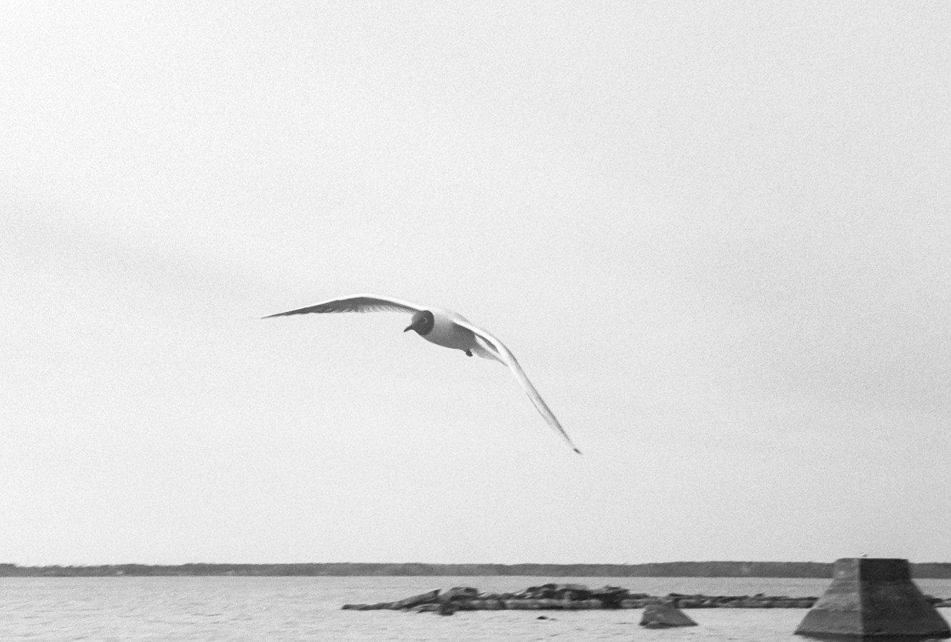 ZORKI_3M_ILFORD_PAN_100_at_200_RDN_1-25_13_min_20C_APRIL_2025-0002
