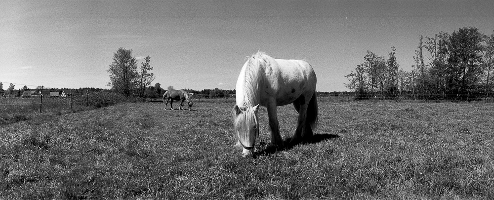 20190520-Horizon_A125_in_Rodinal_1-25_18grad_7min_2019-05-20_1_009