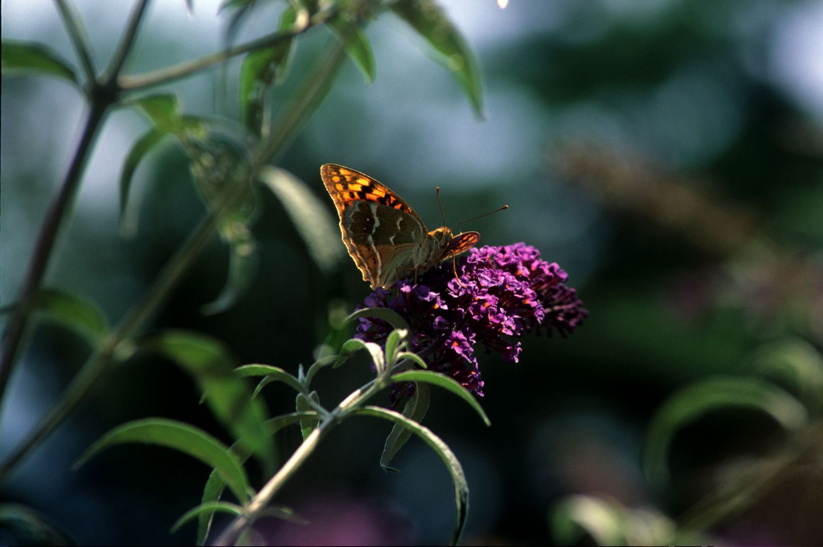 Butterfly