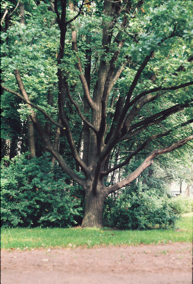 CNV000110