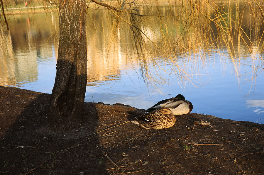 Ducks