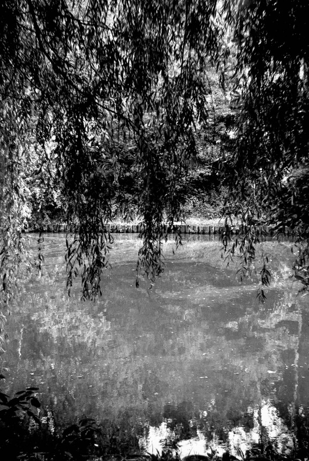 SMENA_8M_FOMAPAN_100_at_200_RDN-LQ_1x50_12_min_august_2022_0176565