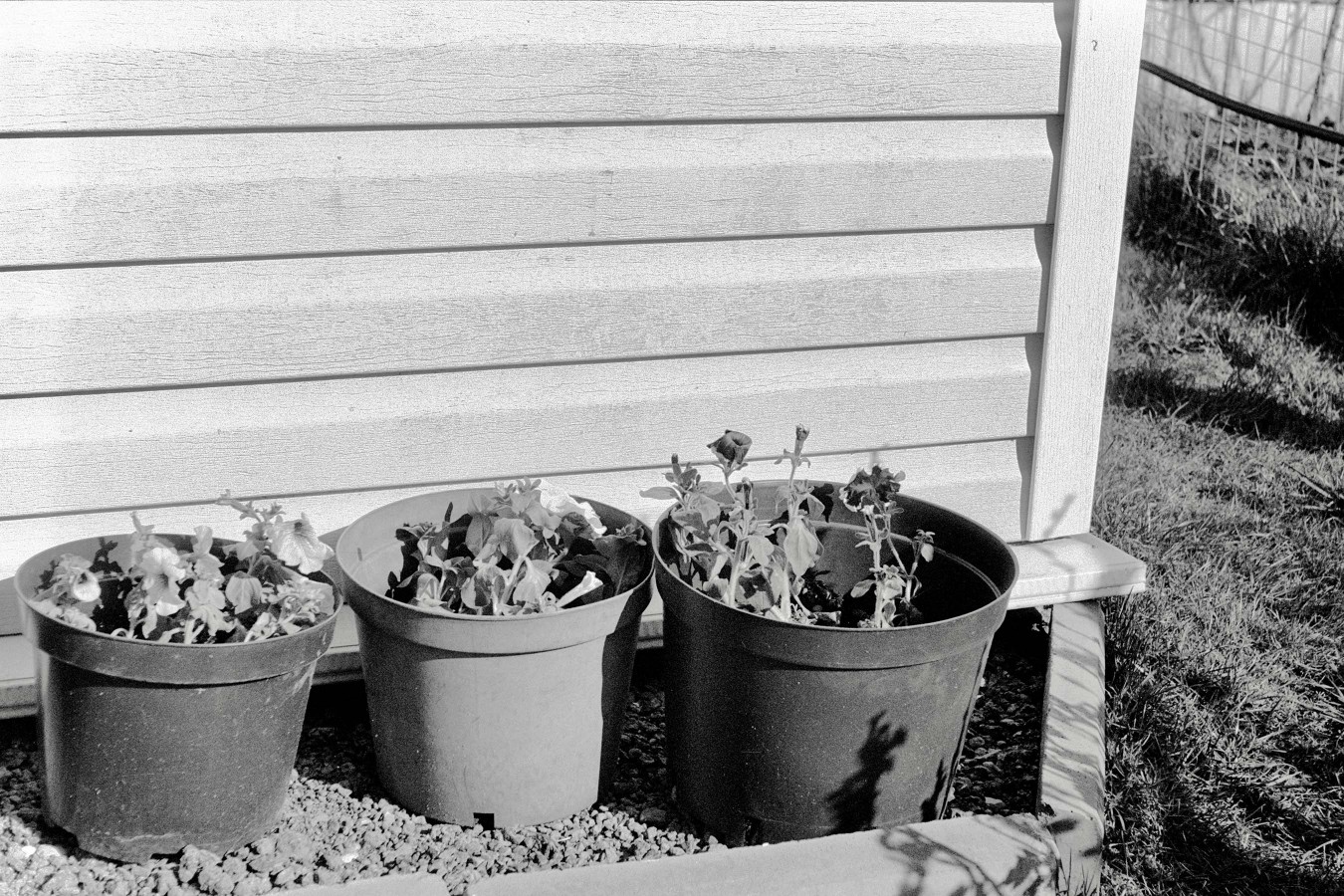 ZORKI_1_FOMAPAN_100_RDL-LQ_1-50_9_min_05_2018_23_