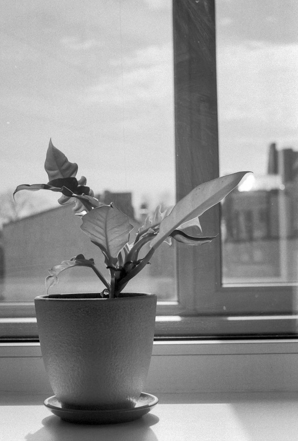 ZORKI_1_ILFORD_PAN_100_at_200_RDN_1-25_13_min_20C_APRIL_2025-0021