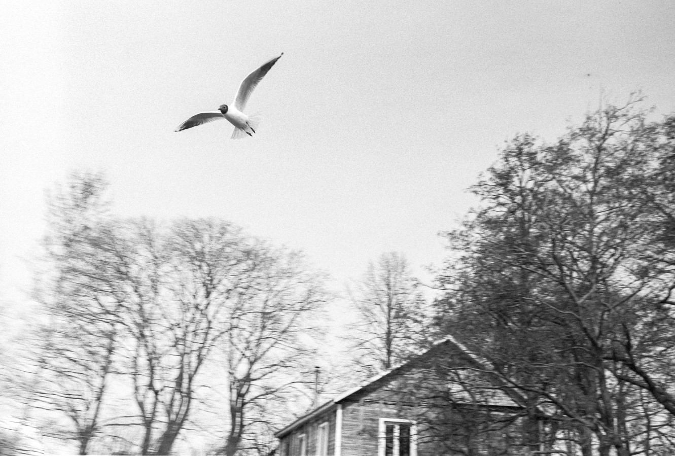 ZORKI_3M_ILFORD_PAN_100_at_200_RDN_1-25_13_min_20C_APRIL_2025-0001_1_