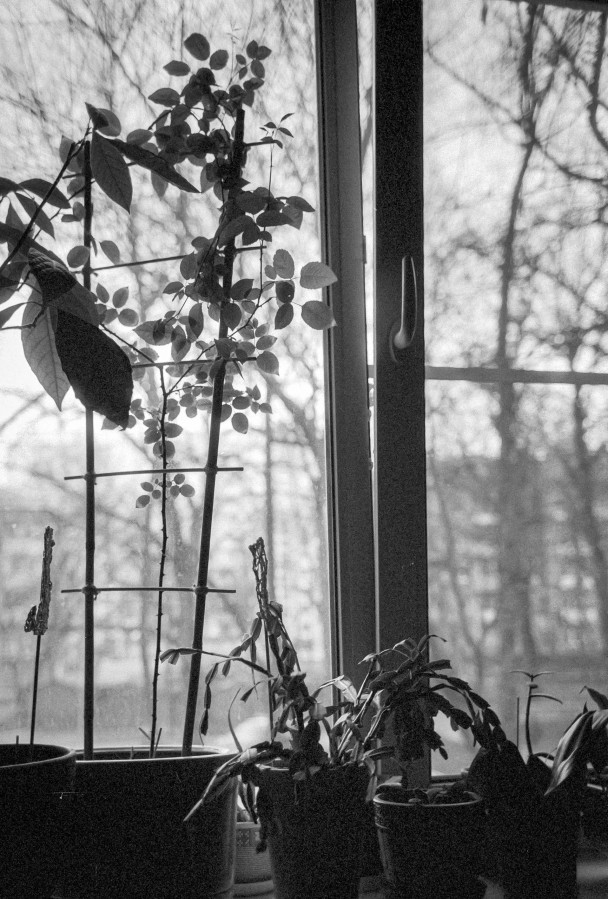 ZORKI_6_YUPITER_12_ILFORD_PAN_100_at_200_D76_stok_9_min_20C_JUNE_2025-0004