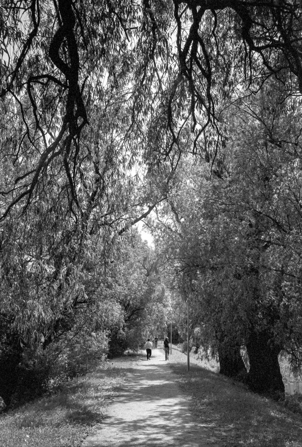 ZORKI_6_YUPITER_12_ILFORD_PAN_100_at_200_D76_stok_9_min_20C_JUNE_2025-0006