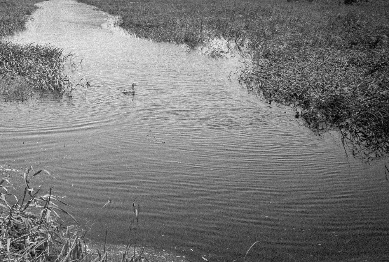 ZORKI_6_YUPITER_12_ILFORD_PAN_100_at_200_D76_stok_9_min_20C_JUNE_2025-0015