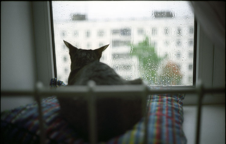baileys_rain_sm