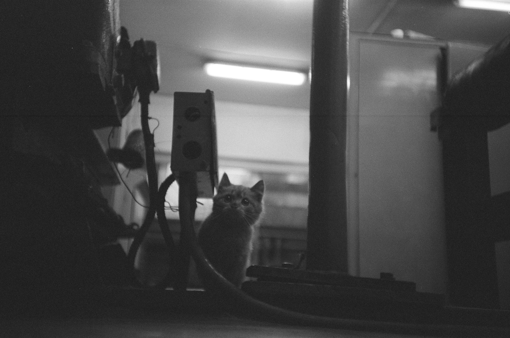 kote-2