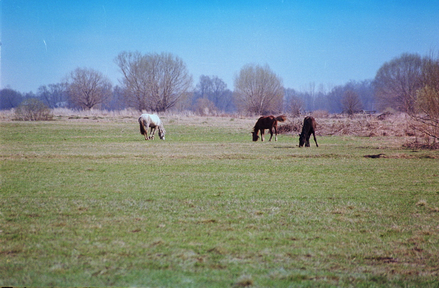 pf1