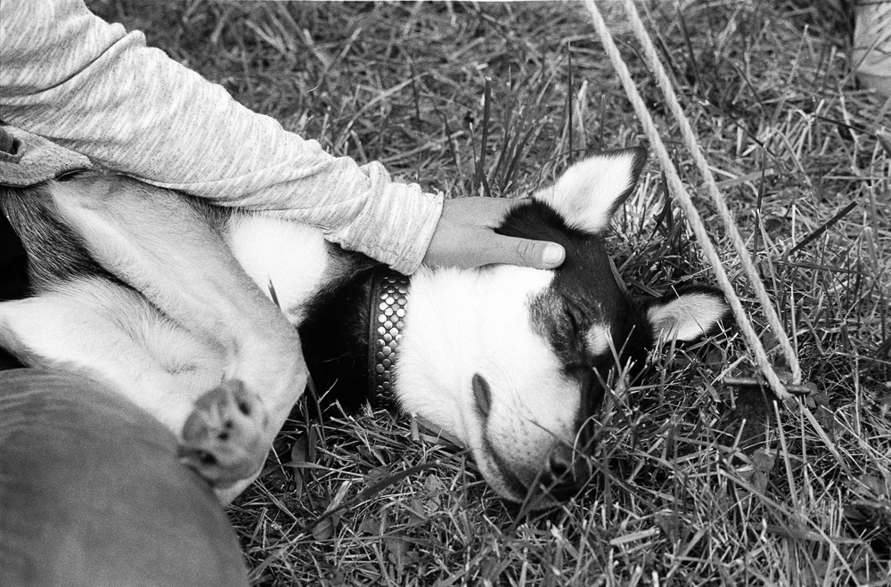 20170708-M6_Summarit50_APX100alt_64_Rodinal1-50_2017_06_18_1_005