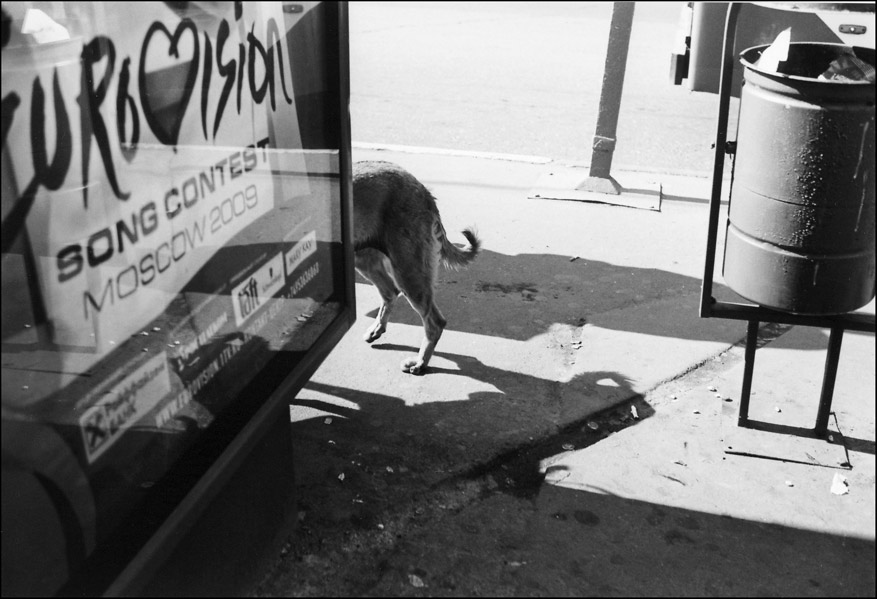 HalfDogS