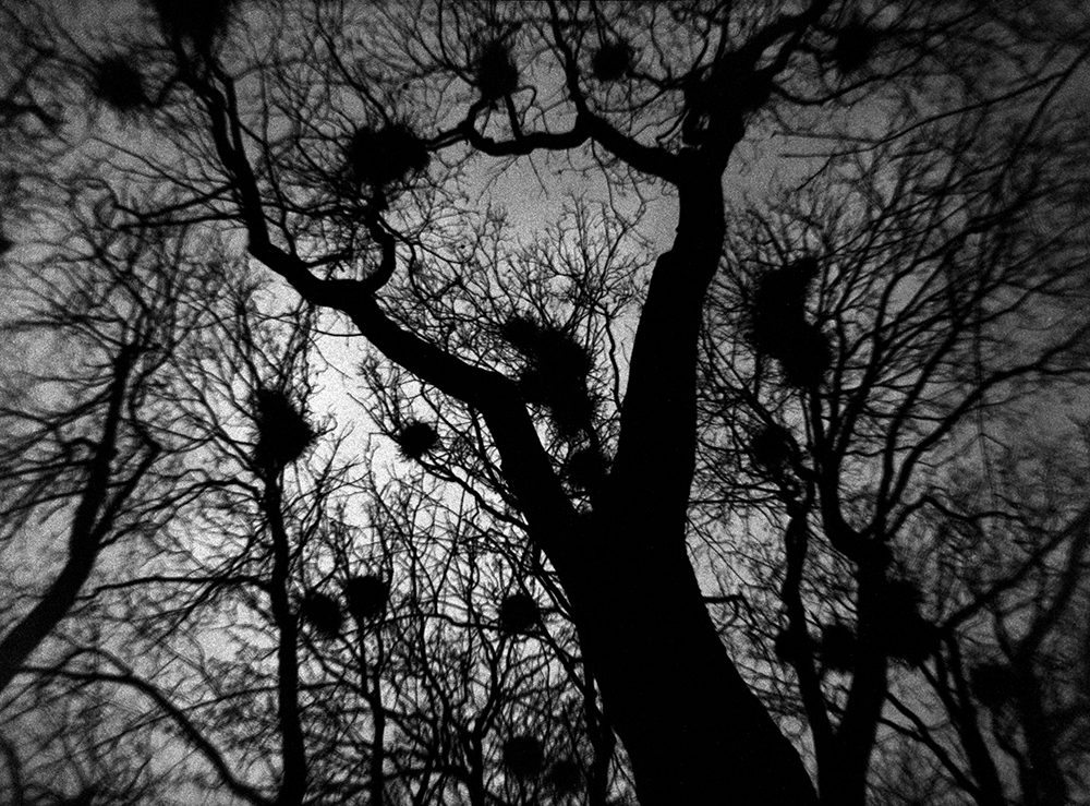 001_dustremove_contrast_1000
