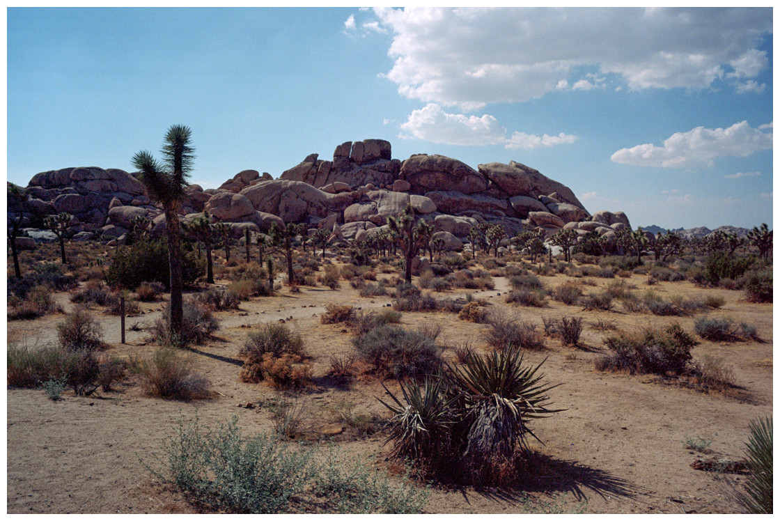 JoshuaTree