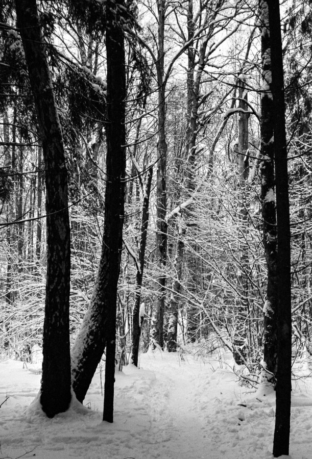 ZORKI_I_KENTMERE_100_at_200_D_76_1X1_15min_30s_january_2021_191