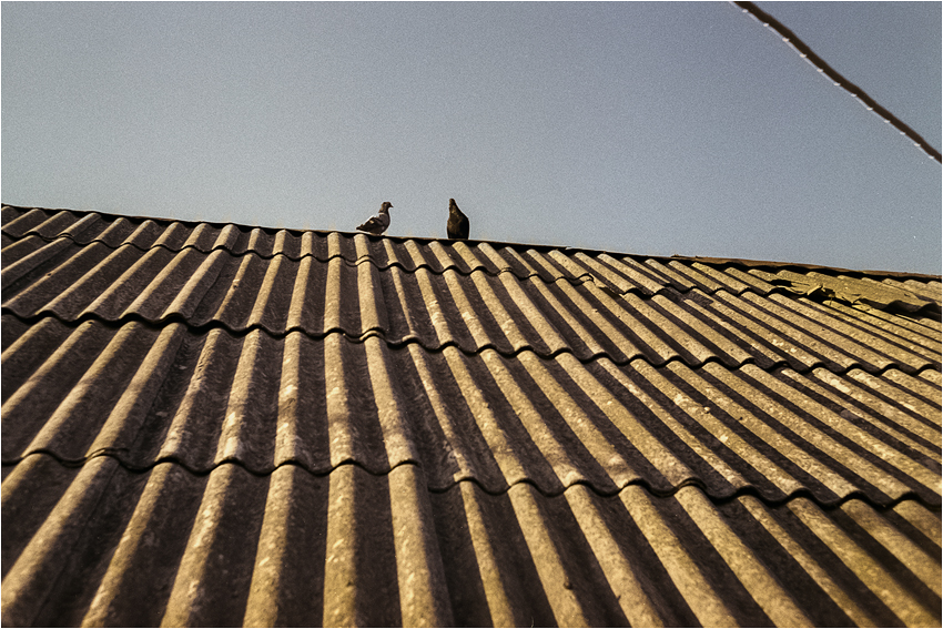 raw_0009-1
