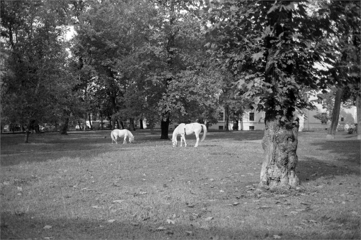 knn_YashicaElectro35CC_YashinonDX35mm1_8_2023_18_SvemaKN-2_02_1975_iso25_1_1200