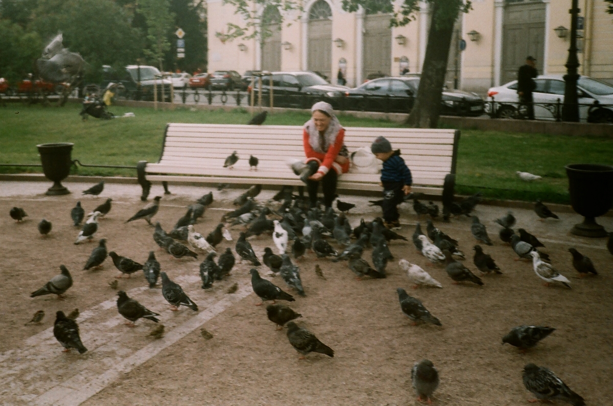 pigeons