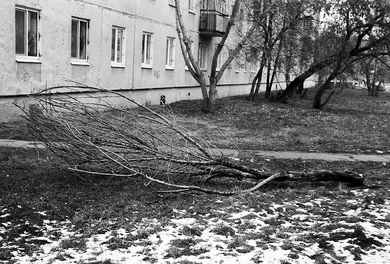 tree12