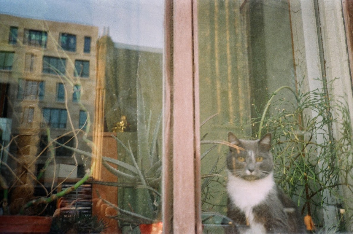 windowscat