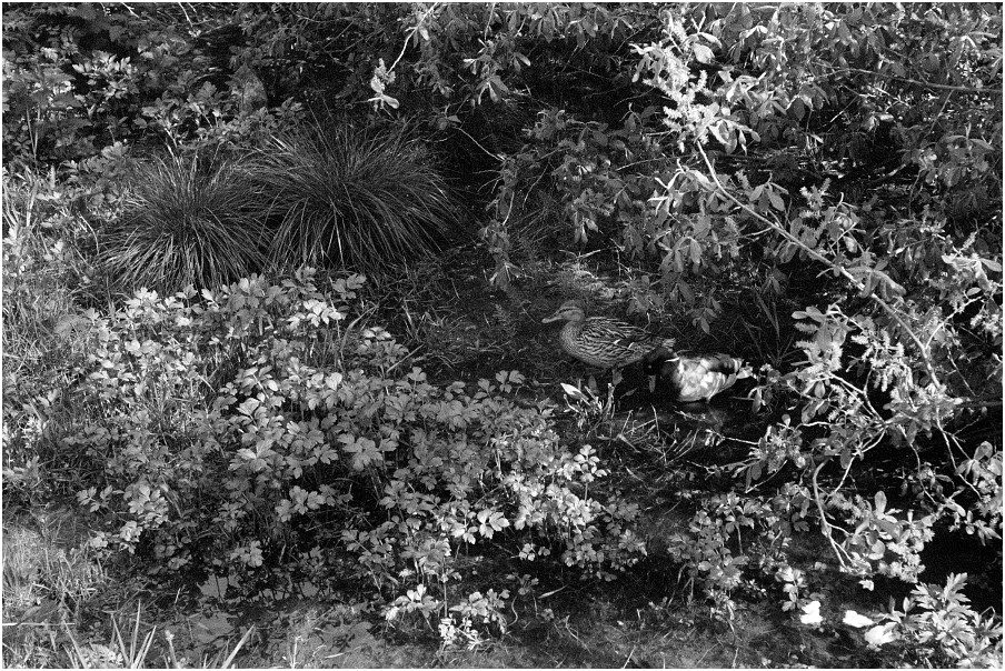 2405_NS2N50_2_Foma400_026_web