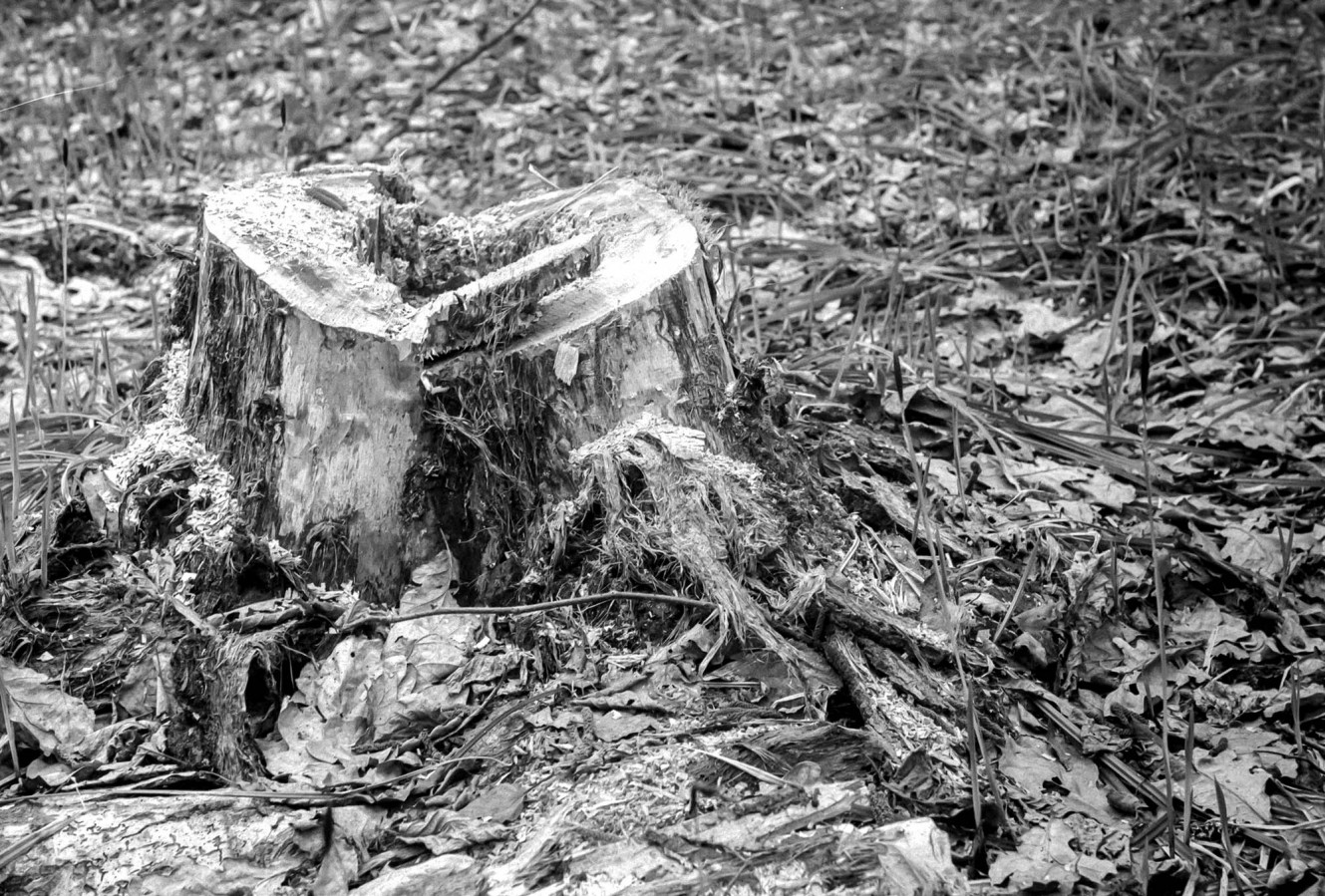 FED_2_JUPITER_12_FOMAPAN_100_at_200_XTOL_1-1_8_min_30_s_may_2021_02