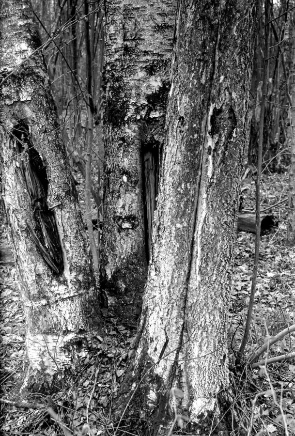 FED_2_JUPITER_12_FOMAPAN_100_at_200_XTOL_1-1_8_min_30_s_may_2021_03
