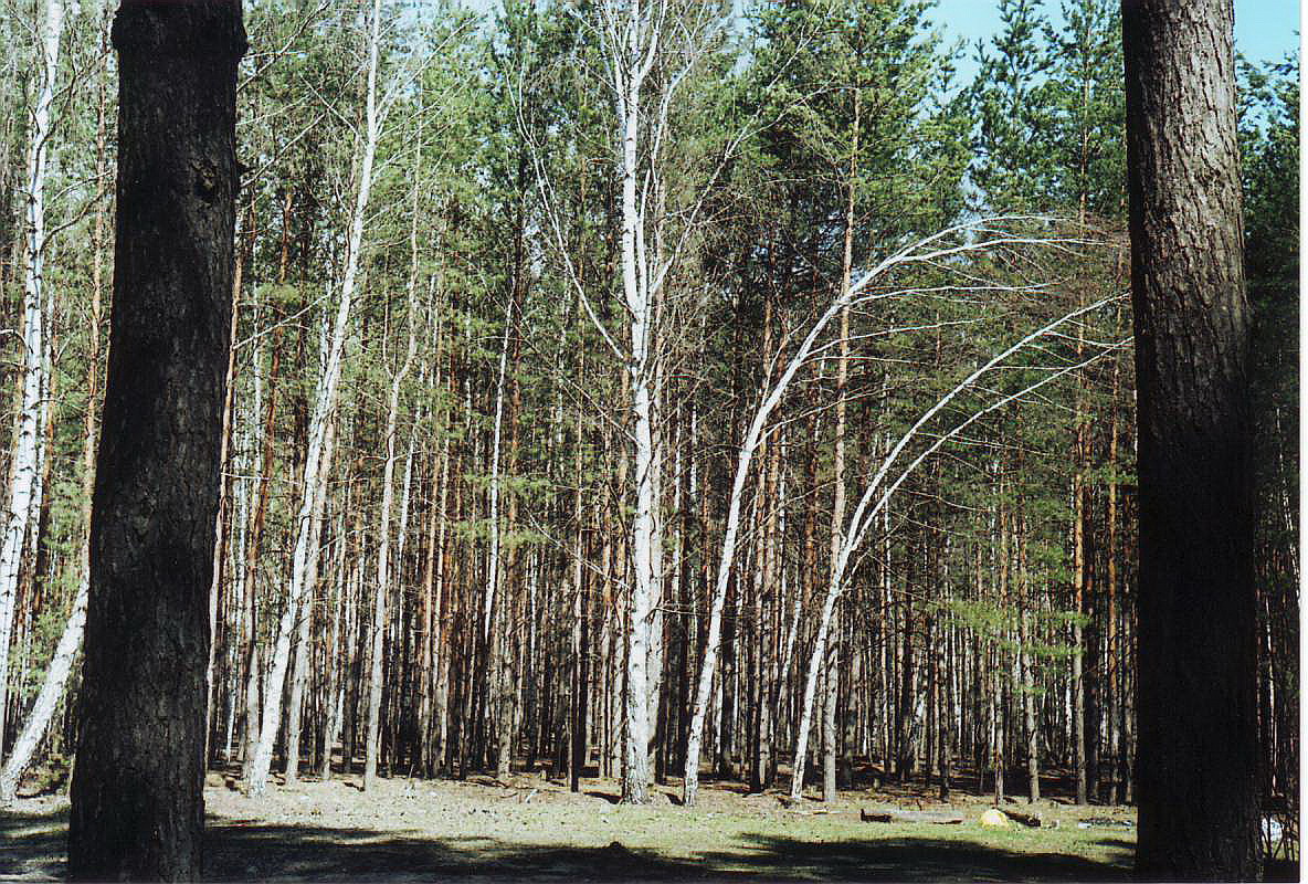 IMAGE0001