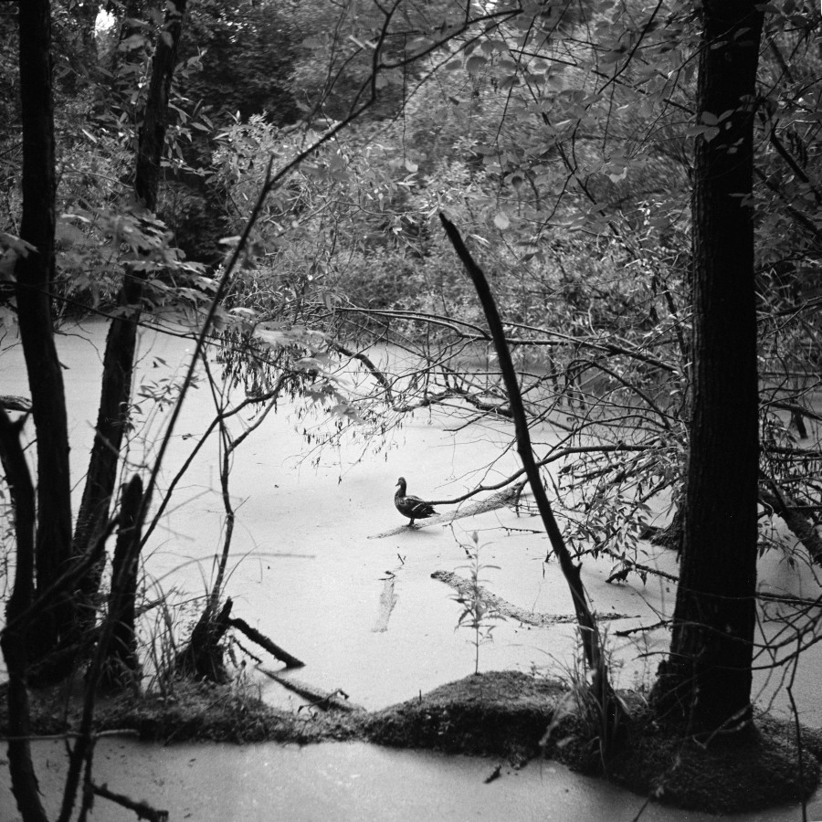 Scan-160815-0008_
