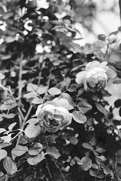 Untitled_662_