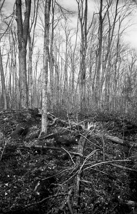 XA_HP5_200_Rodinal50_May_2014089