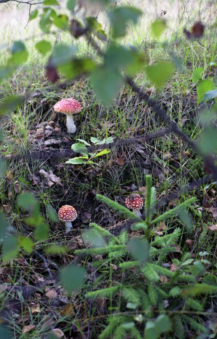 img737