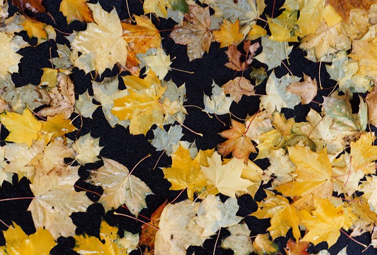 leaves